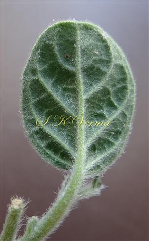  Leaf (Abaxial View)